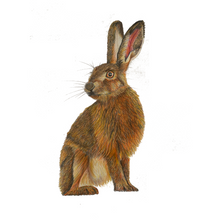 Load image into Gallery viewer, 'Harold the Hare' - Print