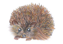 Load image into Gallery viewer, 'Hetty the Hedgehog' - Print