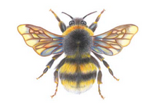 Load image into Gallery viewer, 'Bonnie the Bumblebee' - A4 Print Landscape