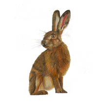 Load image into Gallery viewer, &#39;Harold the Hare&#39; - Print
