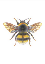 Load image into Gallery viewer, &#39;Bonnie the Bumblebee&#39; - A4 Print Portrait
