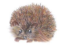 Load image into Gallery viewer, &#39;Hetty the Hedgehog&#39; - Print
