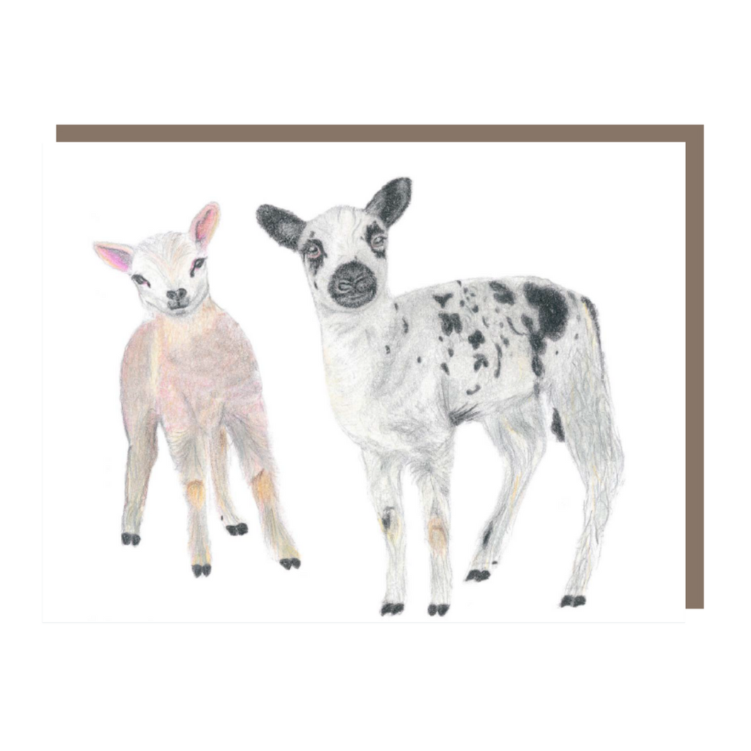 'Spring Lambs' - Greeting Card