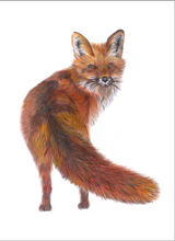 Load image into Gallery viewer, &#39;Freddie the Fox&#39; - Print
