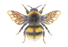 Load image into Gallery viewer, &#39;Bonnie the Bumblebee&#39; - A4 Print Landscape
