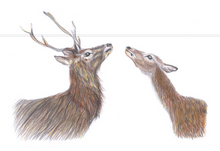 Load image into Gallery viewer, &#39;The Hinds&#39; Print
